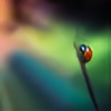 ColorfulLadybug's avatar