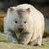 CombatGlitchoWombat's avatar