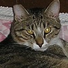 commandermaverick's avatar