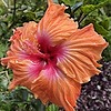 concurrentskies's avatar