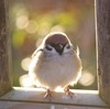 conielittlestar's avatar