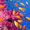 CoralCrater's avatar