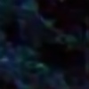 corderita's avatar