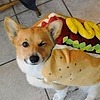Corgihotdog's avatar