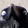 CorvidaeIsTired's avatar