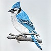 corvus16's avatar