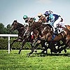 courseshippique's avatar