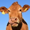 cow-bite's avatar