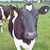 Cowshavemilk's avatar