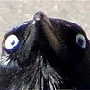CrazyObsidianCrow's avatar