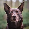 CreativeKelpie's avatar