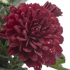 crisantemos0's avatar