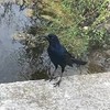 CrowCorvidus's avatar