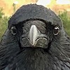 CrowWork's avatar