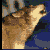 cryingwolf92's avatar