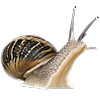 cryptidhugger's avatar