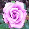 Crystaldragon304's avatar