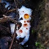 crystalfungi's avatar