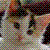 cutekittenplz's avatar