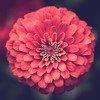 CuteSnowy's avatar
