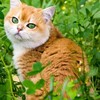 D0vepurr's avatar