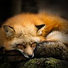 da--FOX's avatar