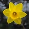 daffodil101's avatar