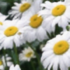 daisyflowersplz's avatar