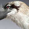 Dakotaraptor420's avatar
