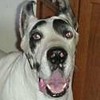 Danedog's avatar