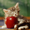 Dapple-Applez's avatar