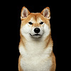 Dark-Doggo's avatar