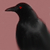 Dark-Poe's avatar