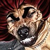 darkelsu's avatar