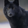 DarkHollowWolf22's avatar