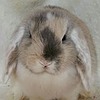 DashingDiggityDuck's avatar
