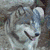 Demonwolf23's avatar
