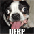 derpdogplz's avatar