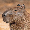 DerpyCapybara's avatar