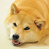 derpymackerel's avatar