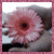 Desert--Rose's avatar