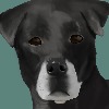 Dexterhare's avatar