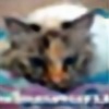 Diamantcats's avatar