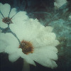 DiaphanousVeil's avatar