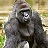 DiczOut4Harambe's avatar