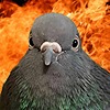 Diddyplazy's avatar