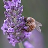 digital--bee's avatar