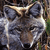 dingoyote's avatar