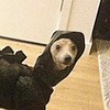 dino1dog's avatar