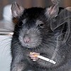 Distant-rat's avatar